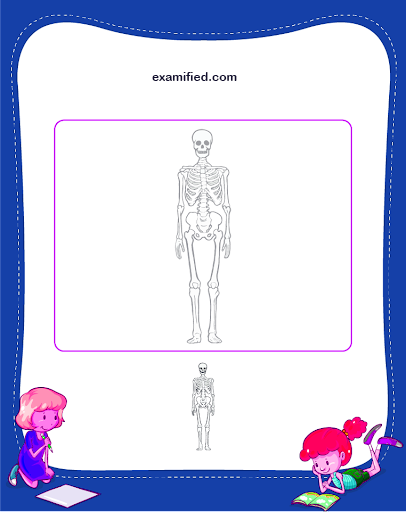 Colouring a Human Skeleton