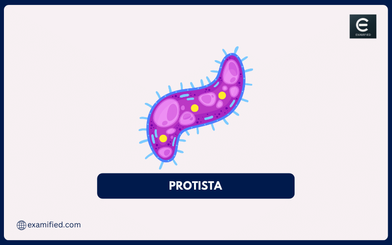 Protista - Characteristics, Classification, Importance, Faqs