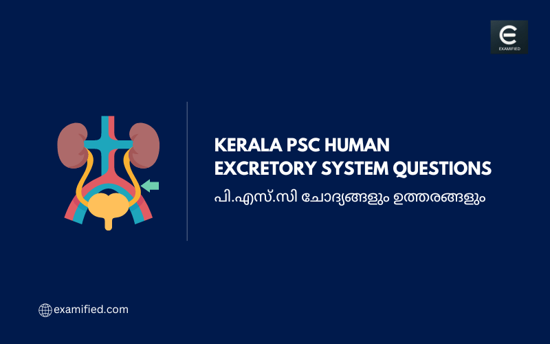 Kerala PSC Human Excretory System Questions - പി.എസ്.സി വിസർജന വ്യവസ്ഥ  ചോദ്യങ്ങളും ഉത്തരങ്ങളും