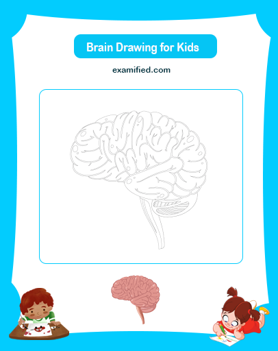 Brain Drawing for Kids